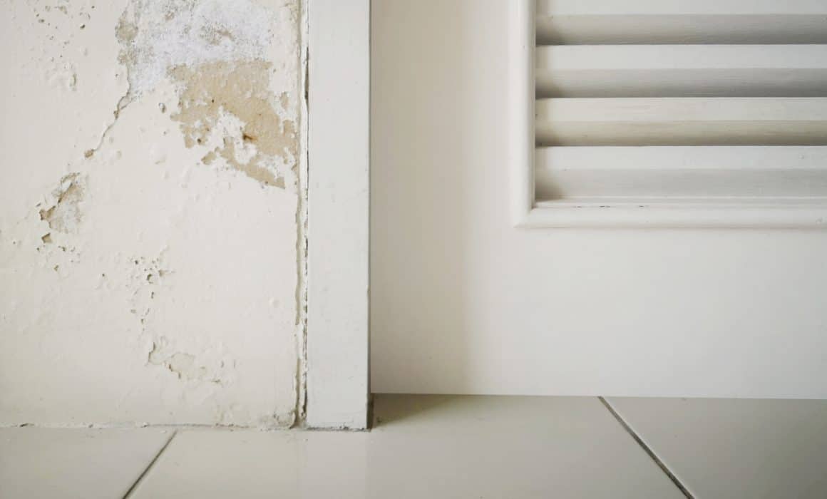 Steps to Hire Mold Removal and Remediation Specialists